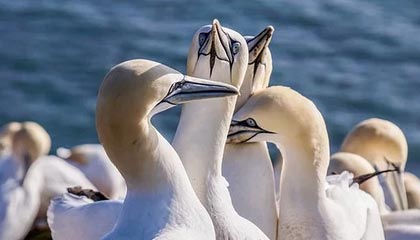 云开体育app下载-凯尔登约翰逊值得入手吗？(2026.1.21)